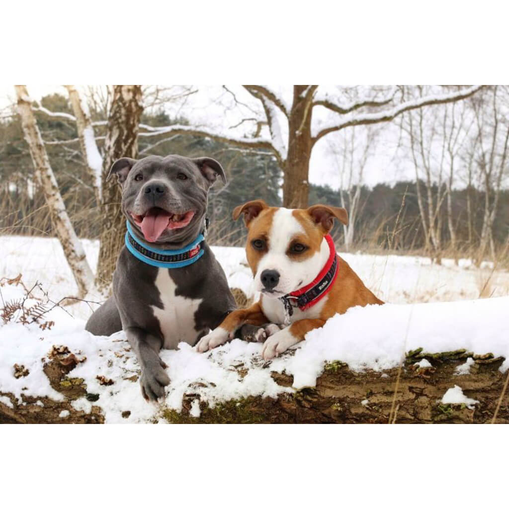 RATIA Fleece halsbånd Turkis