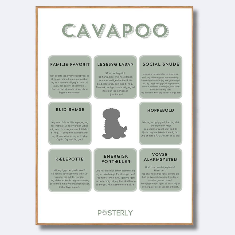Hunde Plakat Cavapoo | Loppetjansen - Alt til kæledyr